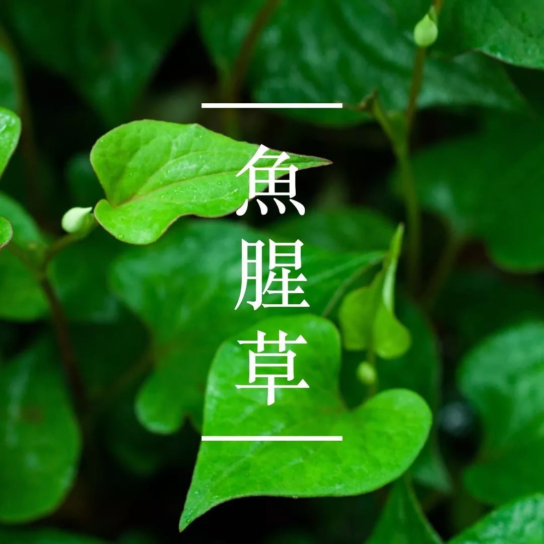 相關(guān)植物-魚腥草