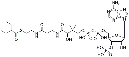 2-Ethylbutyryl Coenzyme A Struktur