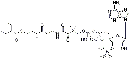 2-Ethyl Crotonyl Coenzyme A Struktur