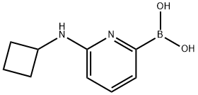 6-(CYCLOBUTYLAMINO)PYRIDINE-2-BORONIC ACID Struktur