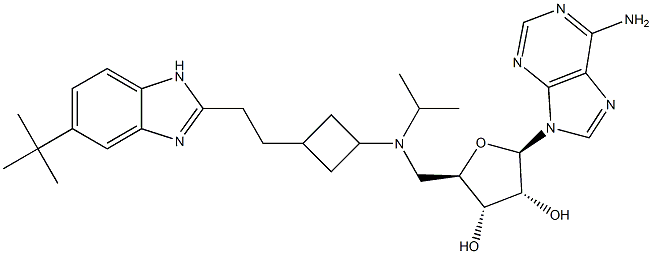 (2R,3R,4S,5R)-2-(6-amino-9H-purin-9-yl)-5-(((3-(2-(5-tert-butyl-1H-benzo[d]imidazol-2-yl)ethyl)cyclobutyl)(isopropyl)amino)methyl)tetrahydrofuran-3,4-diol Struktur