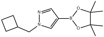 1-(cyclobutylmethyl)-4-(4,4,5,5-tetramethyl-1,3,2-dioxaborolan-2-yl)-1H-pyrazole Struktur