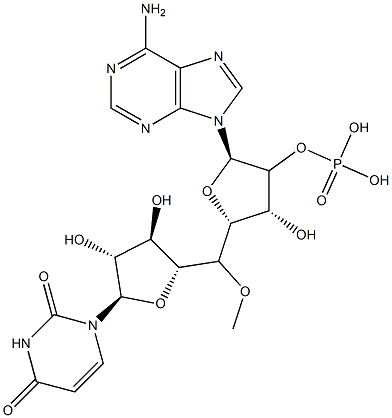 uridylyl-(2'-5')-adenosine Struktur