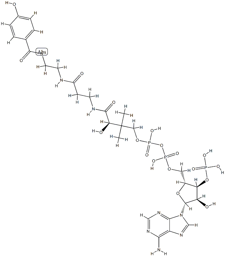 4-hydroxybenzoyl-coenzyme A Struktur