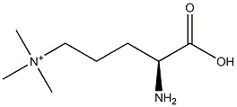 poly(N(delta),N(delta),N(delta)-trimethylornithine) Struktur