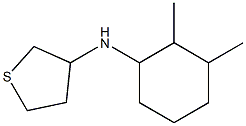 N-(2,3-dimethylcyclohexyl)thiolan-3-amine Struktur