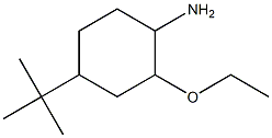 4-tert-butyl-2-ethoxycyclohexanamine Struktur