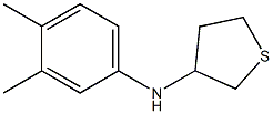 N-(3,4-dimethylphenyl)thiolan-3-amine Struktur