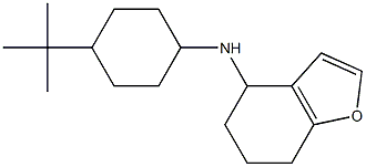 N-(4-tert-butylcyclohexyl)-4,5,6,7-tetrahydro-1-benzofuran-4-amine Struktur