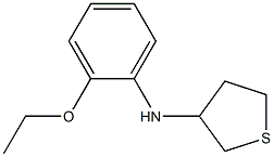 N-(2-ethoxyphenyl)thiolan-3-amine Struktur