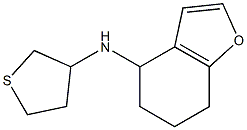 N-(thiolan-3-yl)-4,5,6,7-tetrahydro-1-benzofuran-4-amine Struktur