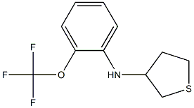 N-[2-(trifluoromethoxy)phenyl]thiolan-3-amine Struktur