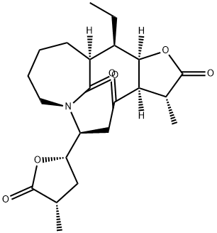 Neotuberostemone