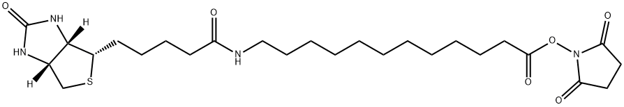 Dodecanoic acid, 12-[[5-[(3aS,4S,6aR)-hexahydro-2-oxo-1H-thieno[3,4-d]imidazol-4-yl]-1-oxopentyl]amino]-, 2,5-dioxo-1-pyrrolidinyl ester Struktur