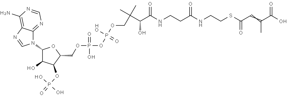 Coenzyme A, S-(1-hydrogen 2-methyl-2-butenedioate) Struktur