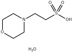 MES 分子生物學用