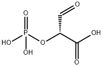 D-tartronic semialdehyde phosphate Struktur