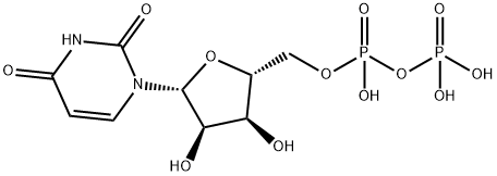 UDP Structure