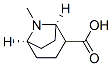 8-Azabicyclo[3.2.1]octane-2-carboxylicacid,8-methyl-,(1R,5R)-(9CI) Struktur