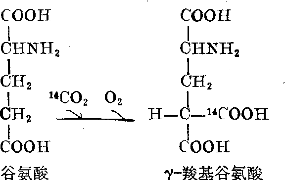 維生素K的凝血作用