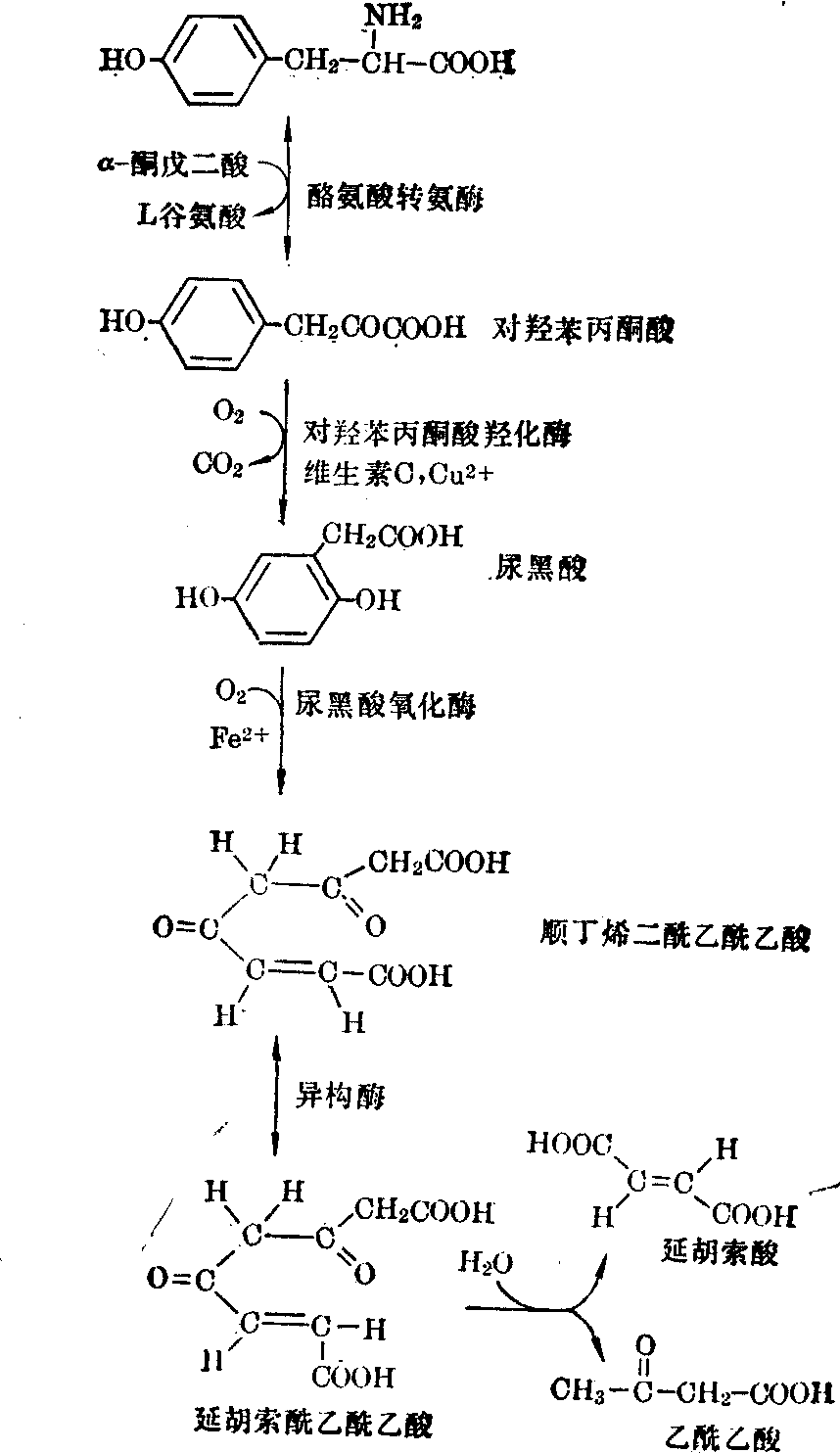 酪氨酸的分解代謝