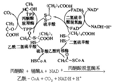 丙酮酸脫氫酶系反應(yīng)