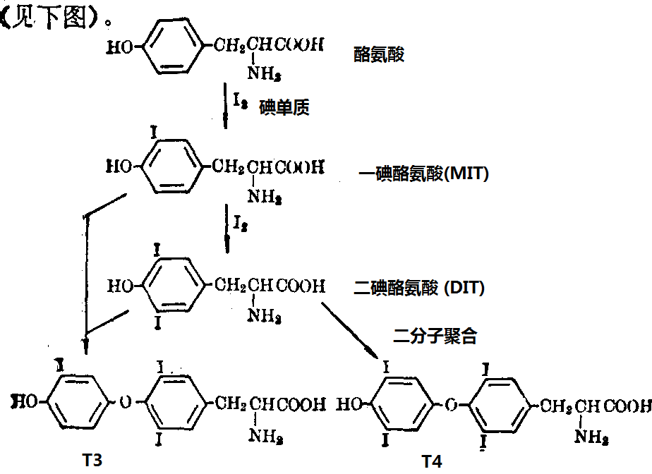 酪氨酸的碘化和T4、T3合成步驟