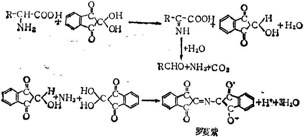 茚三酮反應(yīng)生成羅蔓紫色