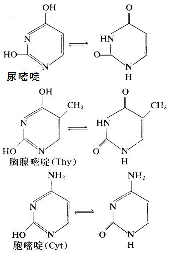 核酸中重要的嘧啶衍生物：尿嘧啶、胸腺嘧啶、胞嘧啶