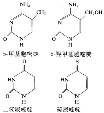 二氫尿嘧啶、硫脲嘧啶、5-甲基胞嘧啶