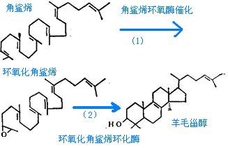 角鯊烯合成羊毛甾醇反應(yīng)路線圖