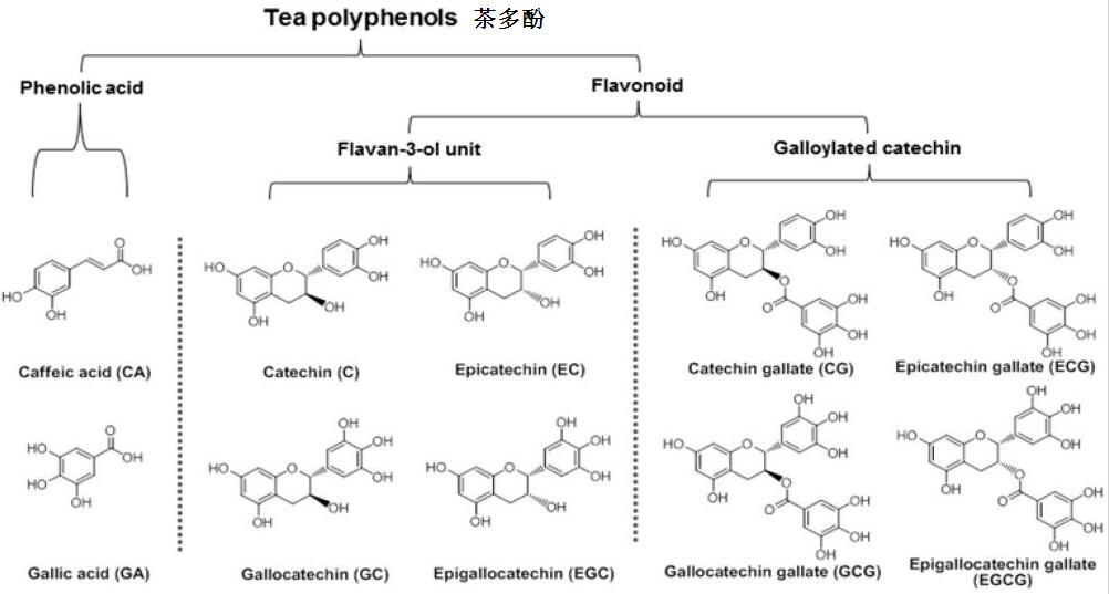 茶多酚含有的主要化學(xué)物質(zhì)