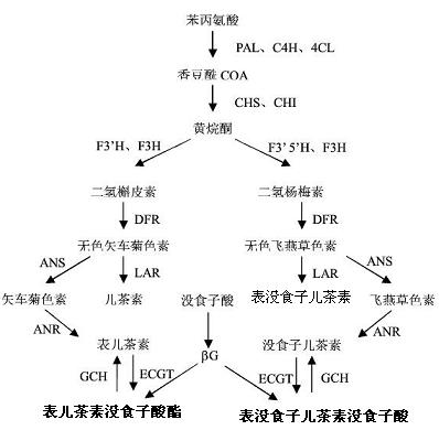 表兒茶素沒(méi)食子酸酯在植物體內(nèi)的合成途徑