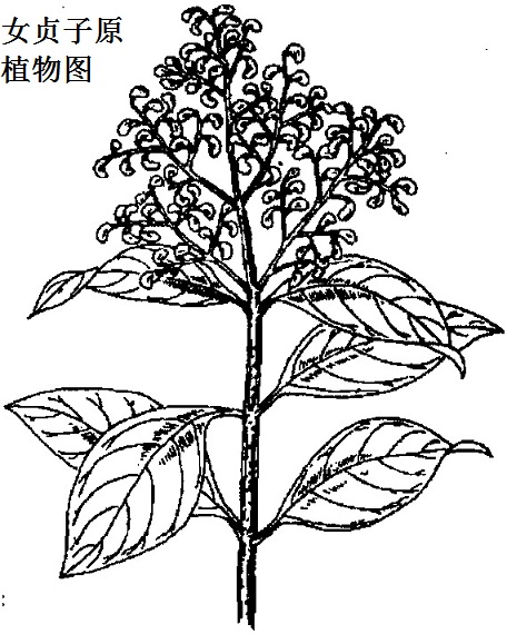 女貞子原植物圖