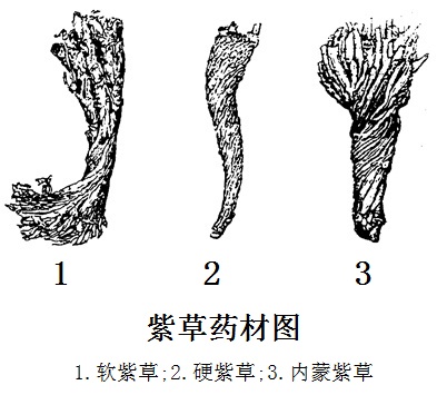 紫草藥材圖