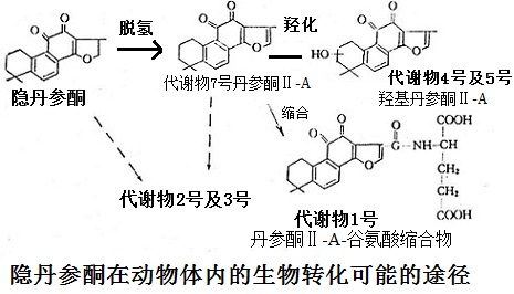 隱丹參酮在動(dòng)物體內(nèi)的生物轉(zhuǎn)化可能的途徑