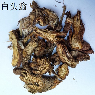 白頭翁根