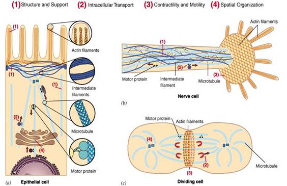 細(xì)胞骨架的主要功能