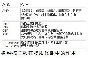 各種核苷酸在物質(zhì)代謝中的作用