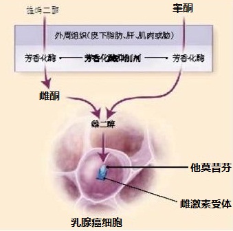 芳香化酶抑制劑和他莫昔芬的作用機(jī)制