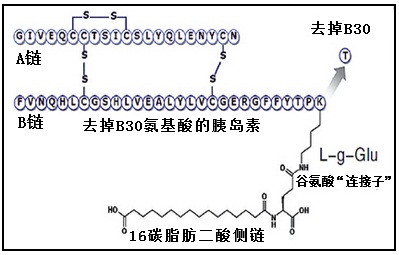 德谷胰島素的結構