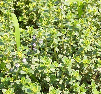 thymus plant