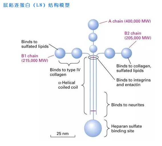 層粘連蛋白（LN）結(jié)構(gòu)模型