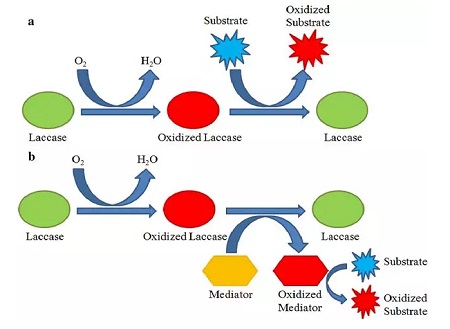 漆酶反應(yīng)機(jī)理