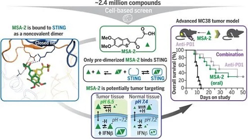 STING激動劑MSA-2，圖片來自Science, 2020, doi:10.1126/science.aba6098。