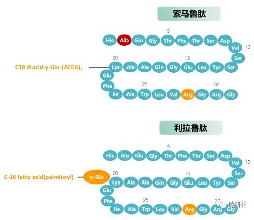 索馬魯肽和利拉魯肽分子結(jié)構(gòu)