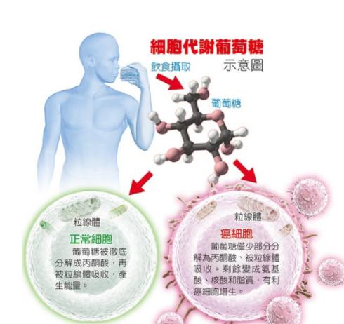 葡萄糖在免疫療法抗腫瘤效果中的作用影響