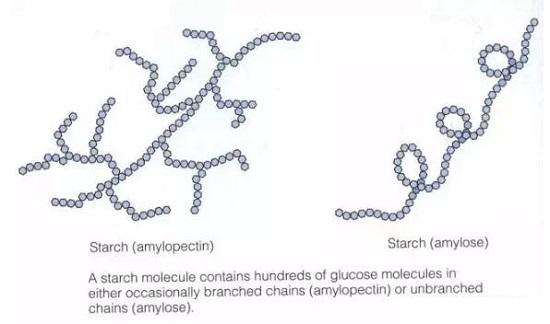 支鏈淀粉和直鏈淀粉的不同
