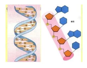 核苷酸的營養(yǎng)作用