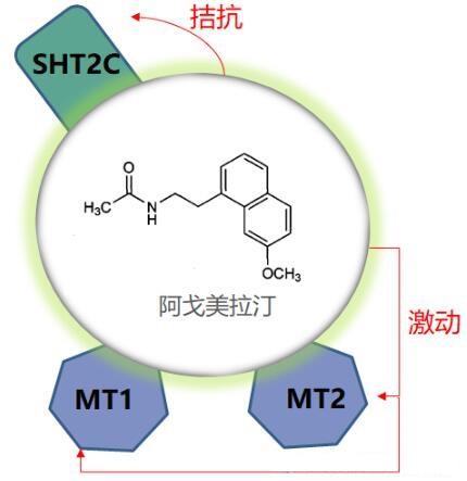 一種新型抗抑郁藥物---阿戈美拉汀